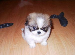 Small Dog is Not Happy!