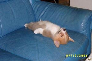 untitled Small dog is exhausted!