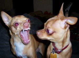 Small Dog wants to lay some HURT on!!!!!!