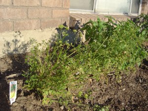 Cilantro that's gone to seed (as well as a sickly yellow which you can't tell in this photo...)