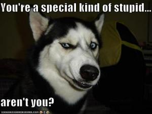 special stupid Small Dog struggles..