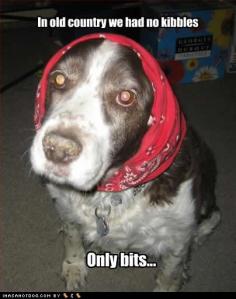 old country Small Dog befriends who she must!