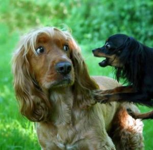 Small Dog spazzes, and J. wonders about this creature he married.