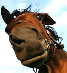 "The 'neighs' have it?"  Oh come now, C, you're not going to pull that pun, are you?