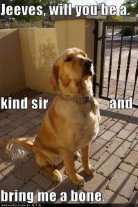 funny-dog-pictures-jeeves-bone