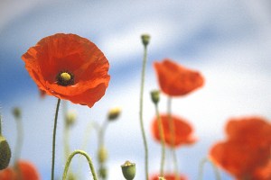poppies_1