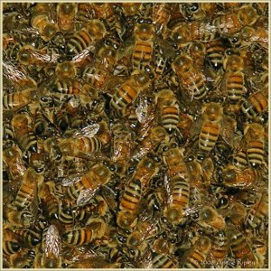 bee-swarm_8581