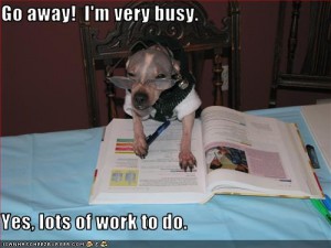 busy-dog-300x225