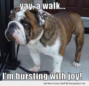 funny-yay-walk-unhappy-grumpy-dog-pics